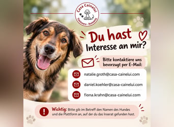 Ilja : sanfter, verschmuster Junghund sucht sein Für-immer-Zuhause