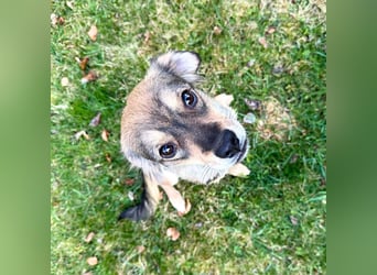 Niabi - ist verschmust