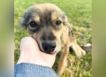 Niabi - ist verschmust