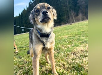 Niabi - ist verschmust