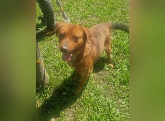 Ruppert sucht ein Zuhause