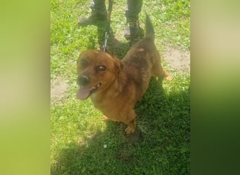 Ruppert sucht ein Zuhause