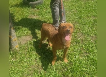 Ruppert sucht ein Zuhause