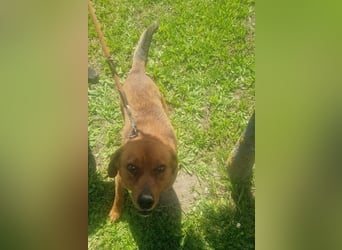 Ruppert sucht ein Zuhause