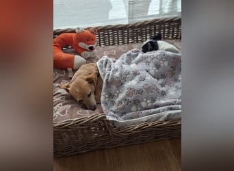 LIEBE TS HÜNDIN ELLI