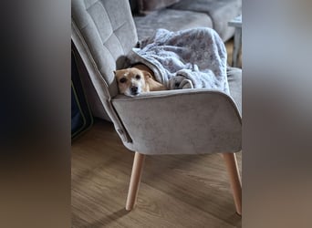 LIEBE TS HÜNDIN ELLI