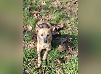 LIEBE TS HÜNDIN ELLI