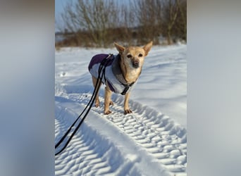 LIEBE TS HÜNDIN ELLI