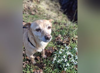 LIEBE TS HÜNDIN ELLI