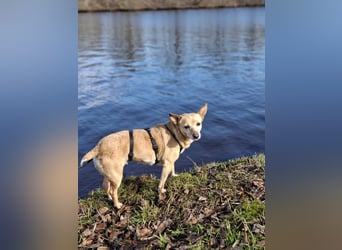 LIEBE TS HÜNDIN ELLI