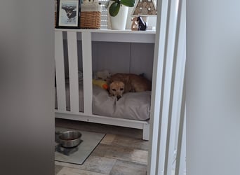 LIEBE TS HÜNDIN ELLI