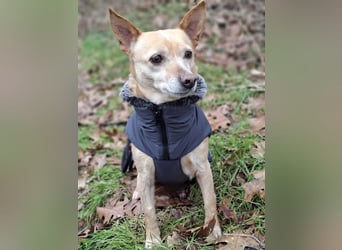 LIEBE TS HÜNDIN ELLI