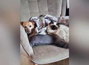 LIEBE TS HÜNDIN ELLI