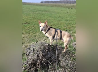 LIEBE TS HÜNDIN ELLI