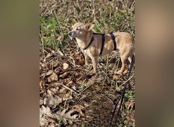 LIEBE TS HÜNDIN ELLI