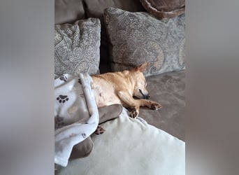 LIEBE TS HÜNDIN ELLI