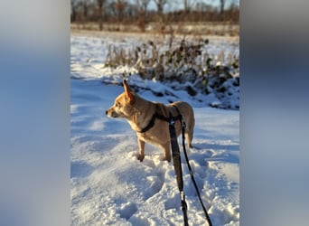 LIEBE TS HÜNDIN ELLI