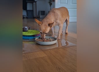 LIEBE TS HÜNDIN ELLI