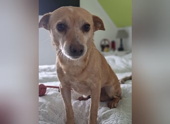 LIEBE TS HÜNDIN ELLI