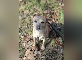 LIEBE TS HÜNDIN ELLI