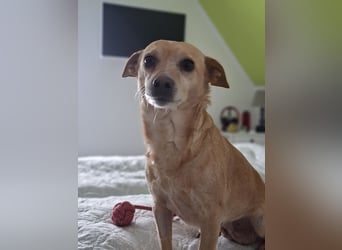 LIEBE TS HÜNDIN ELLI