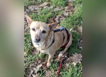 LIEBE TS HÜNDIN ELLI