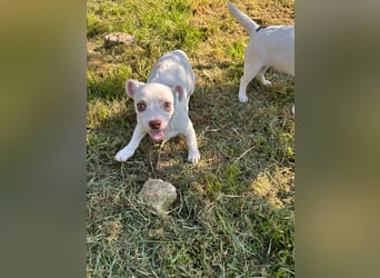 Zuckersüsses Welpenmädchen Marie sucht Ihr Zuhause