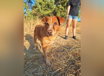 Charmante Hundeomi Ginger sucht liebevolle Menschen