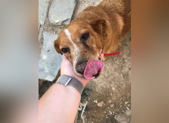 Charmante Hundeomi Ginger sucht liebevolle Menschen