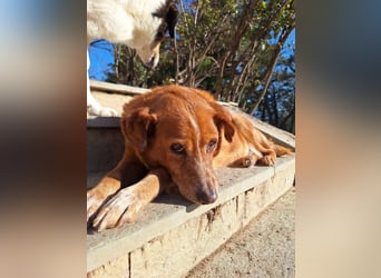 Charmante Hundeomi Ginger sucht liebevolle Menschen