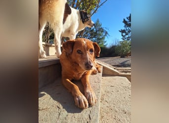Charmante Hundeomi Ginger sucht liebevolle Menschen