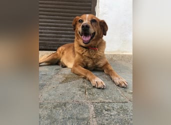 Charmante Hundeomi Ginger sucht liebevolle Menschen
