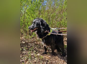 Nika sucht ein Zuhause