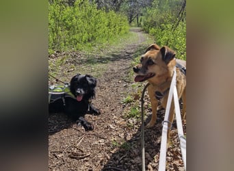 Lilo sucht ein Zuhause