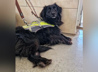 Nika sucht ein Zuhause