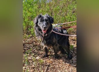 Nika sucht ein Zuhause