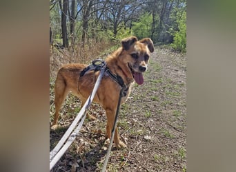 Lilo sucht ein Zuhause