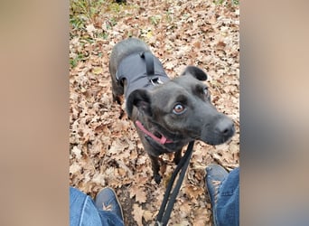 Hedike, sanfte Schönheit, ca. 2 Jahre, ca. 38 cm, ca. 10 kg *in 79585 Steinen*