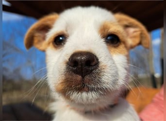 Ida, selbstbewusste Welpendame, ca. 2 Monate, ca. 22 cm, ca. 3 kg