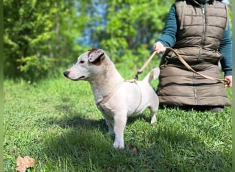 Jack, fröhlicher Wirbelwind, ca. 2 Jahre, ca. 27 cm, ca. 8 kg