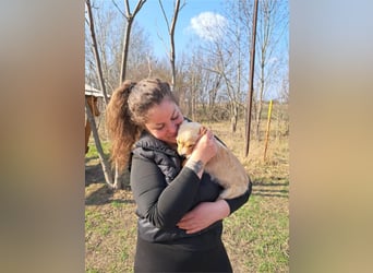 Frieda, sanfte Seele, ca. 2 Monate, ca. 22 cm, ca. 3 kg