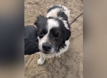 Ede, verschmuster kleiner Rüde, ca. 2 Jahre, ca. 32 cm, ca. 11 kg