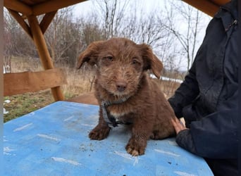 Marilyn, sanfte Welpenmaus, ca. 3 Monate, ca. 25 cm, ca. 6 kg