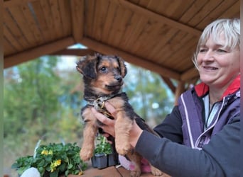 Little Browny, bezaubernder Clown, ca. 4 Monate, ca. 21 cm, ca. 3 kg
