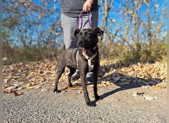 Hedike, sanfte Schönheit, ca. 2 Jahre, ca. 38 cm, ca. 10 kg *in 79585 Steinen*