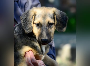 Faye, fröhliche Welpenmaus, ca. 3 Monate, ca. 38 cm, ca. 6kg