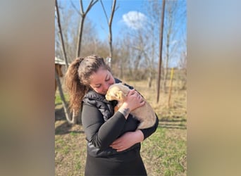 Frieda, sanfte Seele, ca. 2 Monate, ca. 22 cm, ca. 3 kg