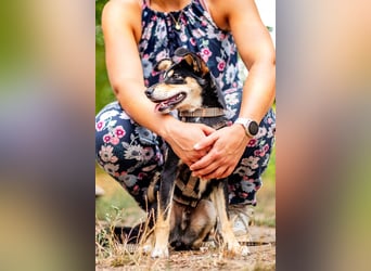 Berci, sympathischer Jungspund, ca. 9 Monate, ca. 40cm, ca. 9kg