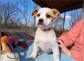 Ida, selbstbewusste Welpendame, ca. 2 Monate, ca. 22 cm, ca. 3 kg