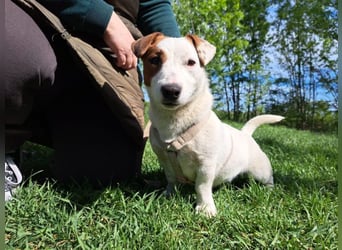 Jack, fröhlicher Wirbelwind, ca. 2 Jahre, ca. 27 cm, ca. 8 kg